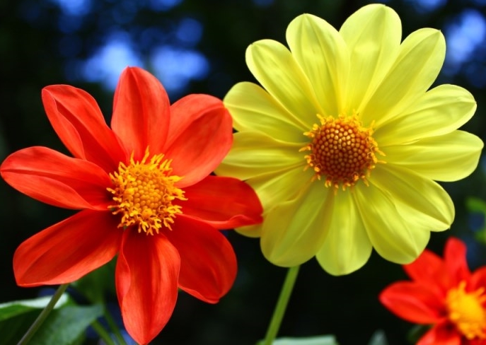 Jak odkryłam swoją pasję do sportu i znalazłam zawody dla amatorów